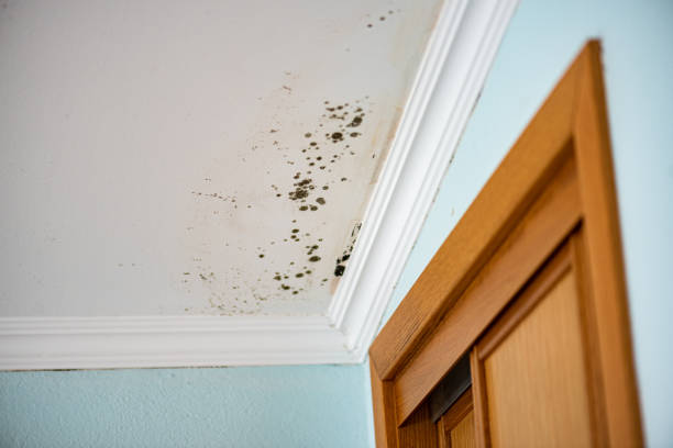 Best Attic Mold Removal  in Dix Hills, NY