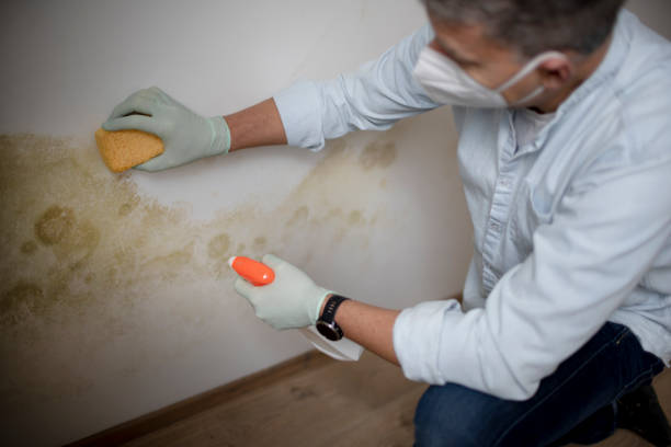 Best Crawl Space Mold Removal  in Dix Hills, NY