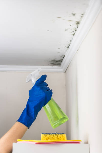Best Mold Removal Process  in Dix Hills, NY